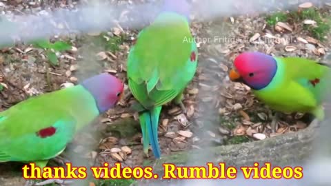 Parrot neatrul voice in this hill. Suting this videos