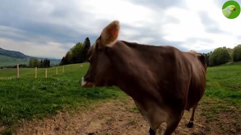 COWS GOING TO THE PASTURE 🐮 COW SOUNDS 🐮 COW VIDEO WITH MUSIC