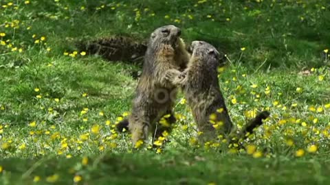 Alpine Marmot, marmota marmota, Adults playing or Fighting, France, 🔥🥰