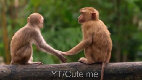 Compilation of super funny and cute monkey videos 2021 - Monkey videos