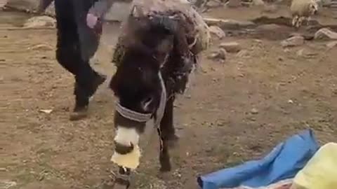 Watch this video how a sheep and a donkey eat a shepherd's food. Too Funny.