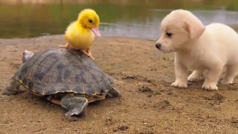 The dog and the little duck are in love and no one wants to separate #cutepet #dog