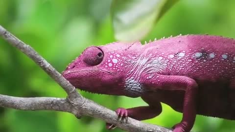 Change the color of the skin in a few seconds by the chameleon