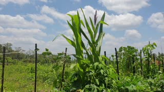 Corn crop video footage