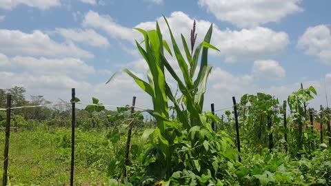 Corn crop video footage