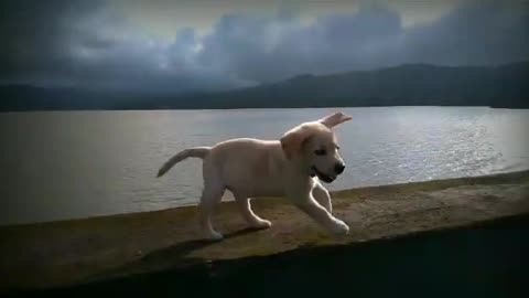 Cute dog vedio 2021 dog love,vedio dog,training, vedio