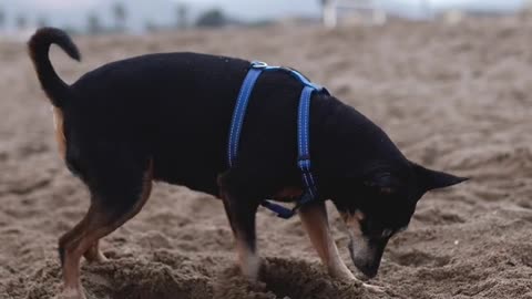 A Dog in a Pet Harness Digging