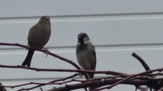 House Sparrows In Wales