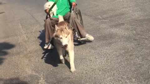Puppy Powered Wheelchair