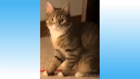 Funniest cat a dog awesome video