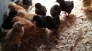 Chicks Arrived this Week 10/9/2020
