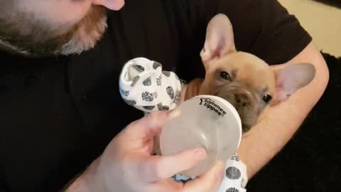 French Bulldog Puppy Enjoys Being Treated Like A Baby