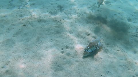 Couple of Cranky Cuttlefish