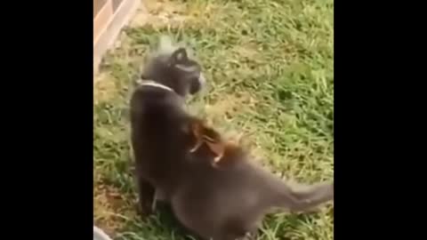 Cat can play with funny people