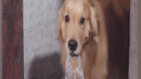 dog life sad crying story video