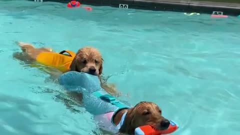 Pro tip: Work smarter, not harder. 😉dogs are swimming