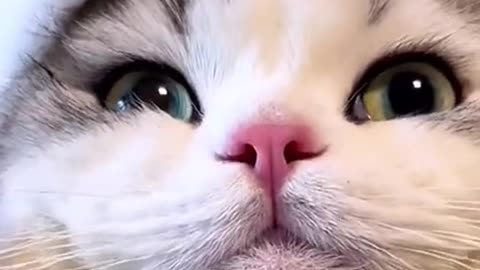 Cat videos Best cute animals video