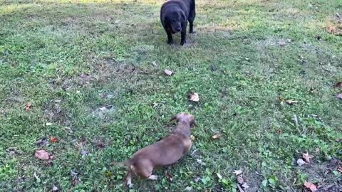 Two Old Dogs Enjoying the Yard