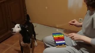 Dog Sings Along to Xylophone