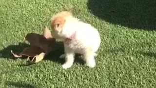 A small tan puppy has a large leaf of his face