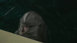 Dolphin training