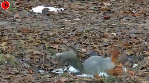 squirrel funny videos 🐿️ animal video 2021