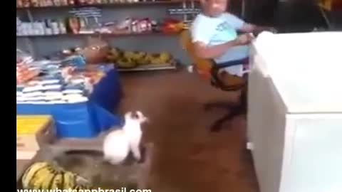 trolling cat try not to laugh!
