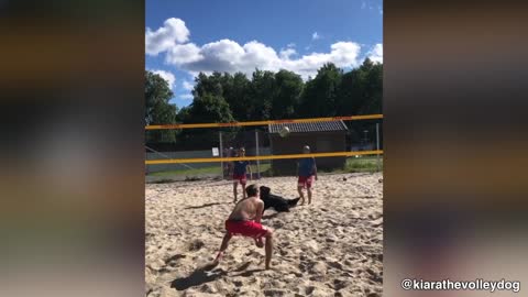 This Dog Knows How To Play Volleyball