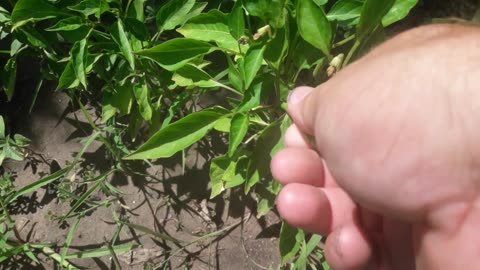 First harvest of hot pepper