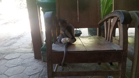 How to train your beloved monkey to walk upright as a human