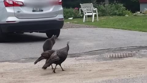 Pair of wild turkeys follow cat's every move