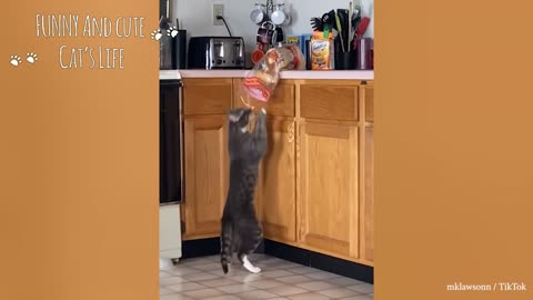 Funny Cats reacting to food - Funniest Animal Reaction