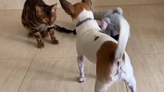Cute Bengal Cat Plays With Adorable Doggy Friend