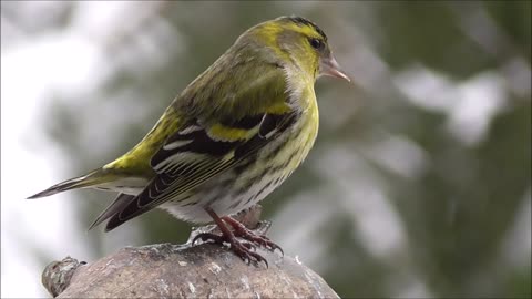 The beautiful canary bird with its beautiful colors in the winter season