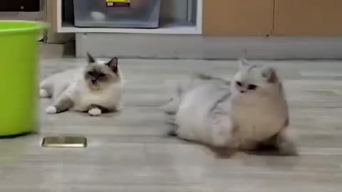 Funny cat video 😂