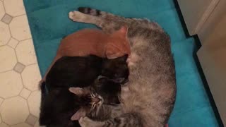 Kittens feeding