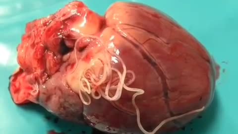 Dirofilaria Immitis the heartworm or dog heartworm