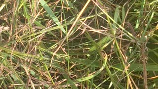 A tiny green praying mantis!