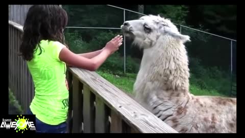 Llama spits in woman's face!
