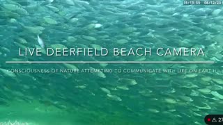 Live Deerfield Beach