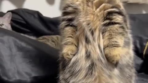 cute cat video viral #shorts