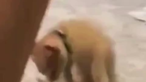 😺😂 Cute and Funny Cats part 4 😂😺