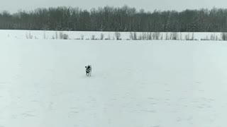 Dalmation plays fetch with snow balls in field