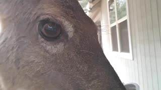 Happiness is...Giving My Favorite Deer a Smooch