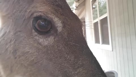 Happiness is...Giving My Favorite Deer a Smooch