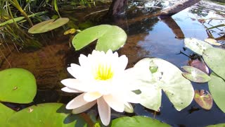 Water Lily