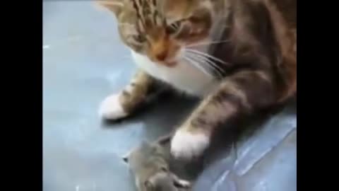 Comedy Mouse attacks cat