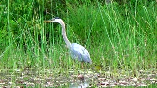 Great Blue Heron