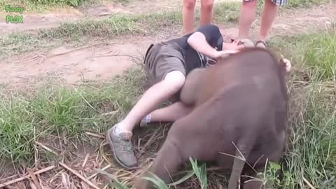 Most funny and cute baby Elephant video compilation