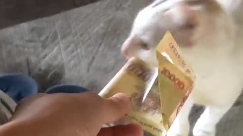 My cat reaction when I gave him money 💰